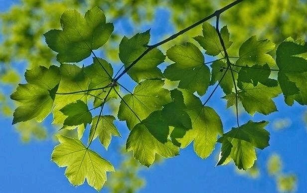 兰州不得不去的花园餐吧,兰州啤酒花园餐吧