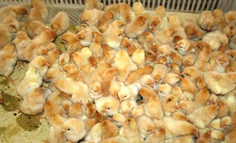 育雏鸡沙门氏菌用什么药,沙门氏菌鸡苗怎么养