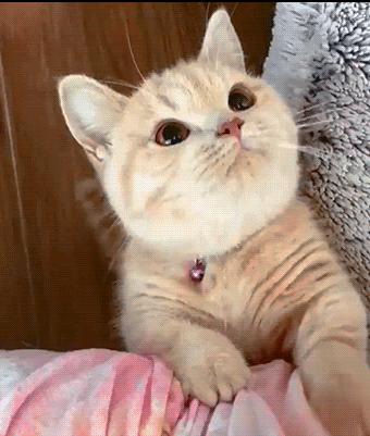 猫咪为什么老是叫讨食,猫咪为什么总是嗯嗯的叫