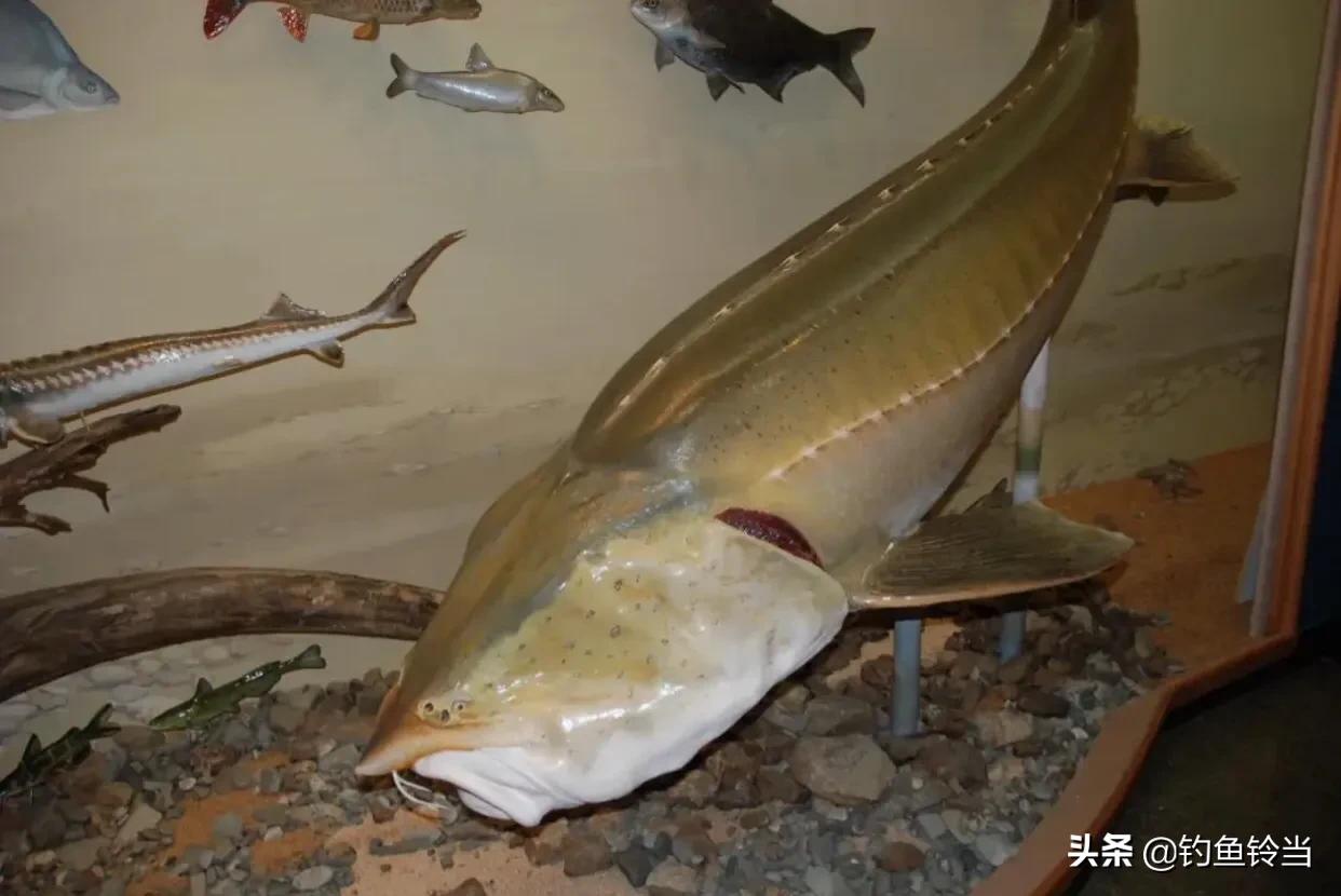 达氏鳇鱼长江也有吗,达氏鳇鱼简介