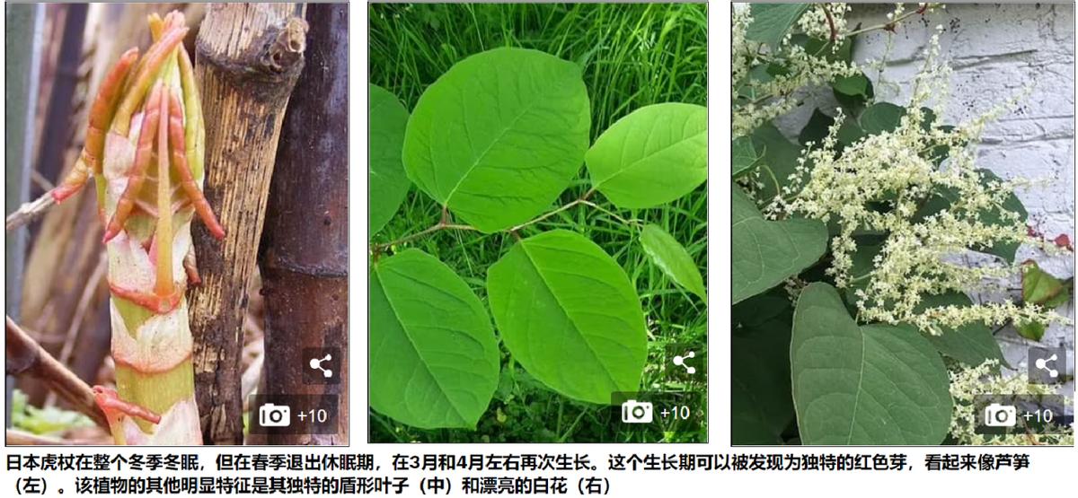 日本入侵中国的植物,日本入侵植物