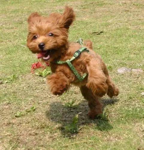 怎么教狗持续站立,不要轻易去教狗站立