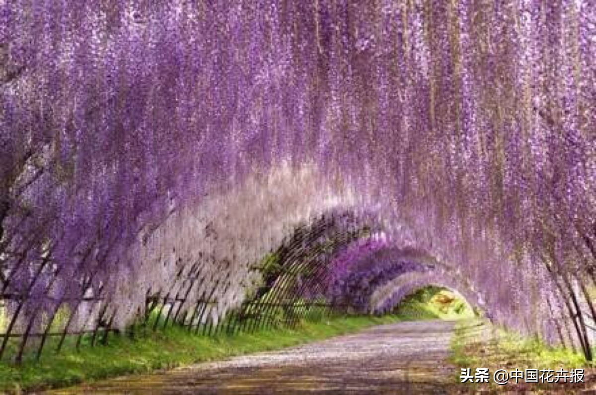 花园必备植物大全,花园常用植物科普