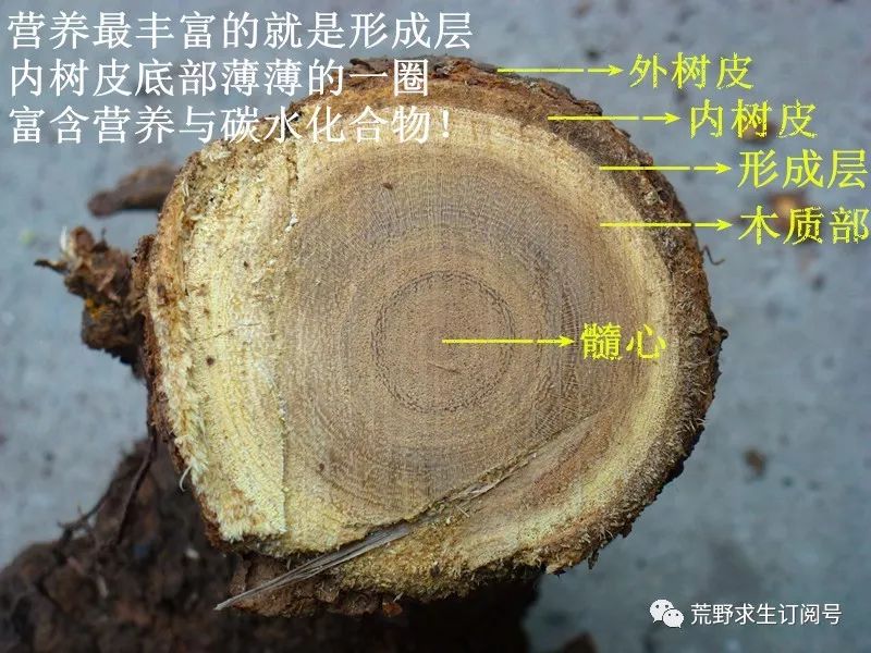 野外生存中木炭的作用和功效,木炭的用途及其对应的性质