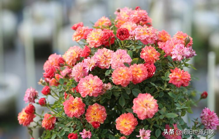 超级微型月季株型紧凑,最漂亮10种微型月季图片