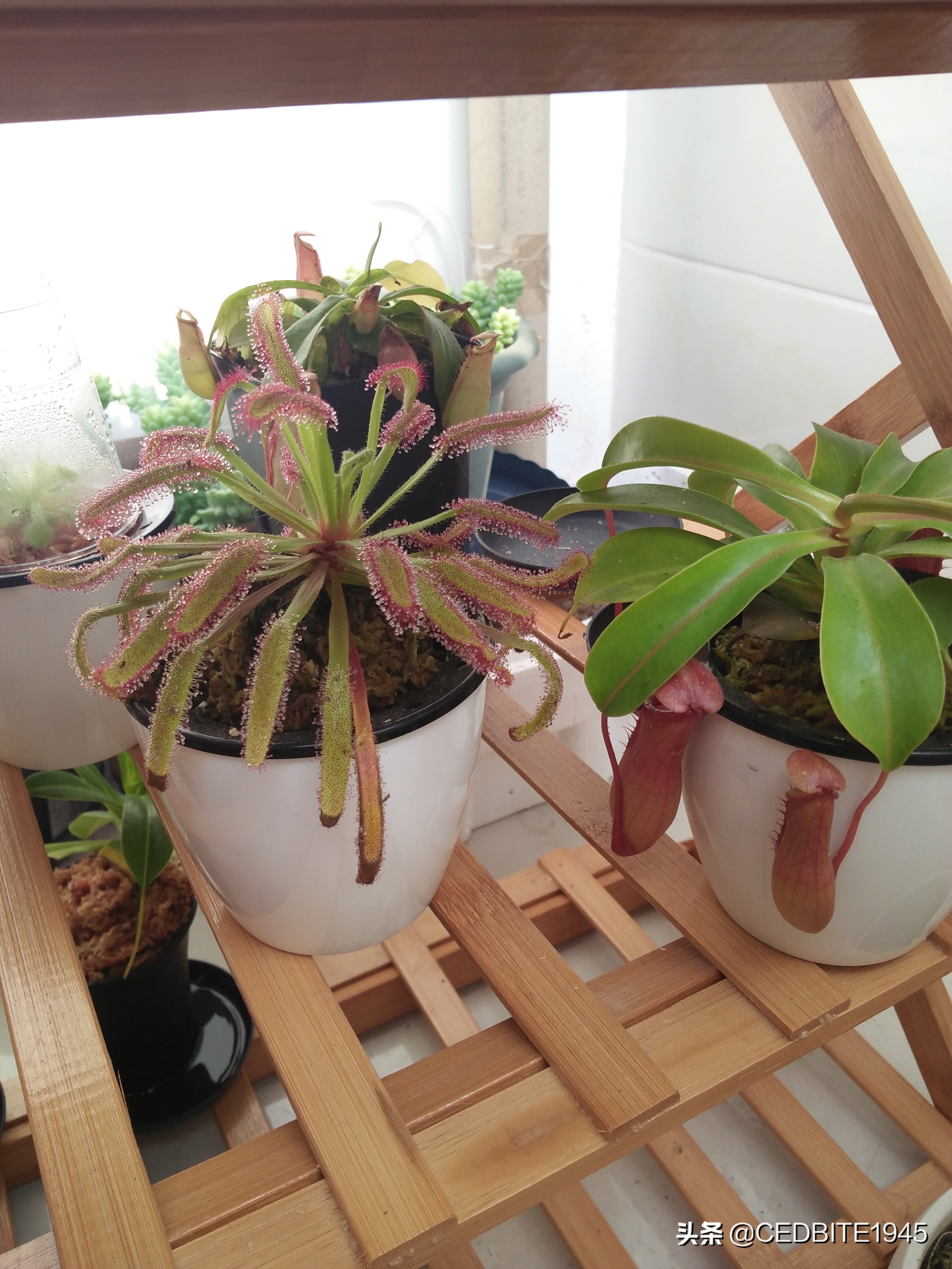 捕虫效率最高的食虫植物——茅膏菜种植攻略