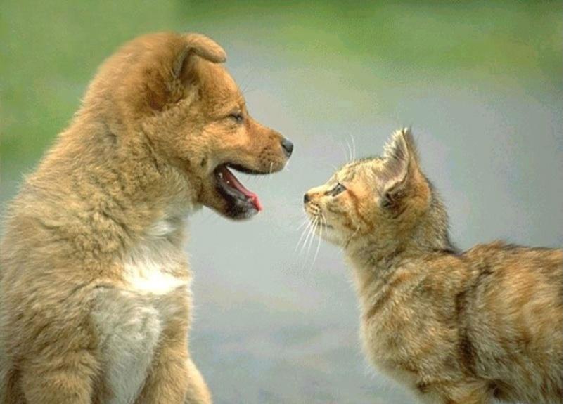 铲屎官吃饭猫也要吃怎么办,铲屎官猫吃了花会中毒