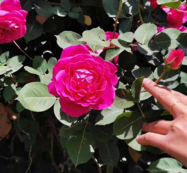 月季花有鸡粪怎么处理,养月季用什么粪