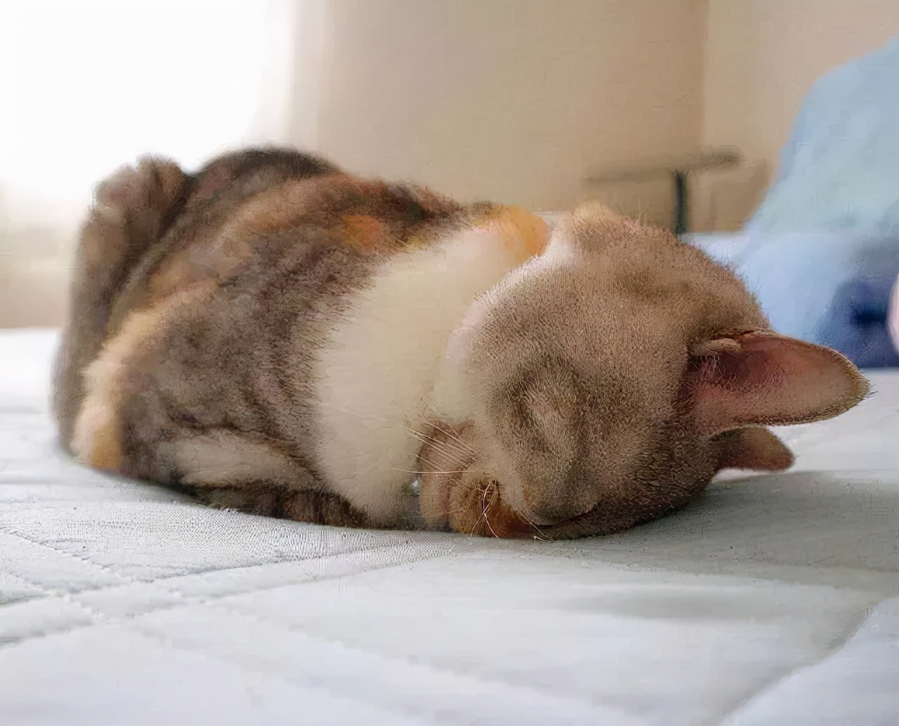 猫的终极凡尔赛：你的屏幕放不下我的腿