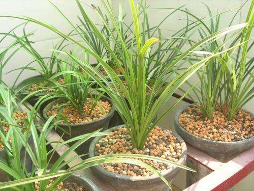 兰花的叶片又黑又绿怎么养护的,兰花变黄怎么能让叶子变绿