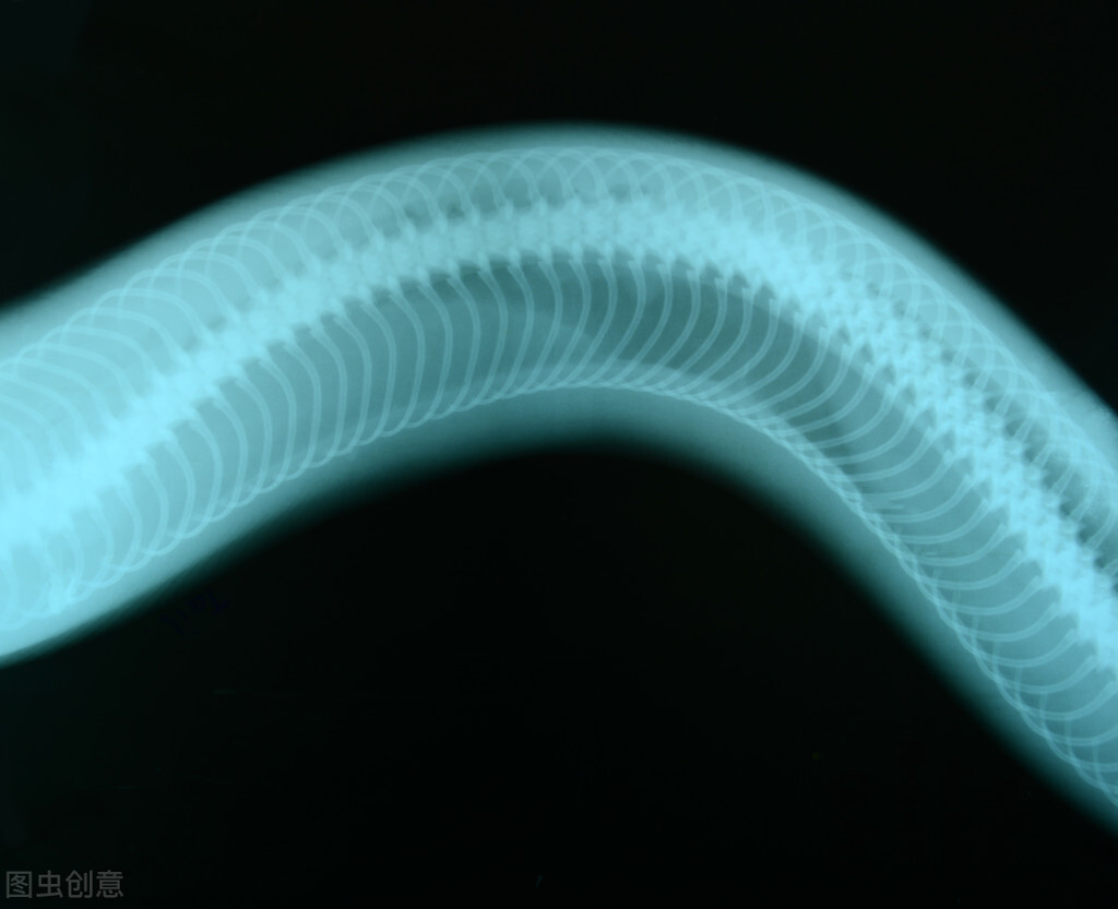 被拍到罕见巨蟒,捕获7米长巨蟒