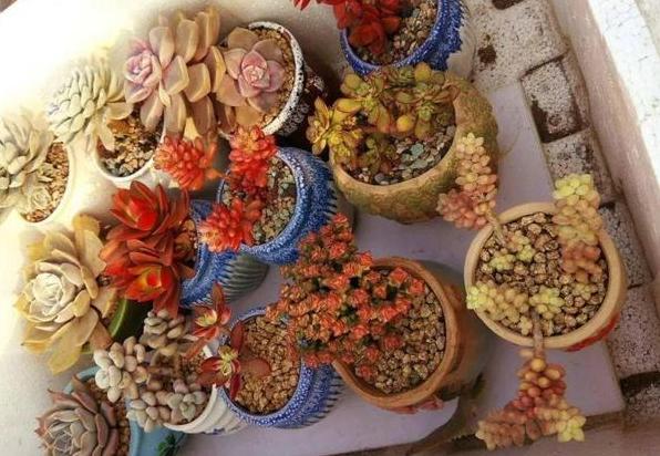 夏天温度高多肉怎么办,高温天气多肉处理方法视频