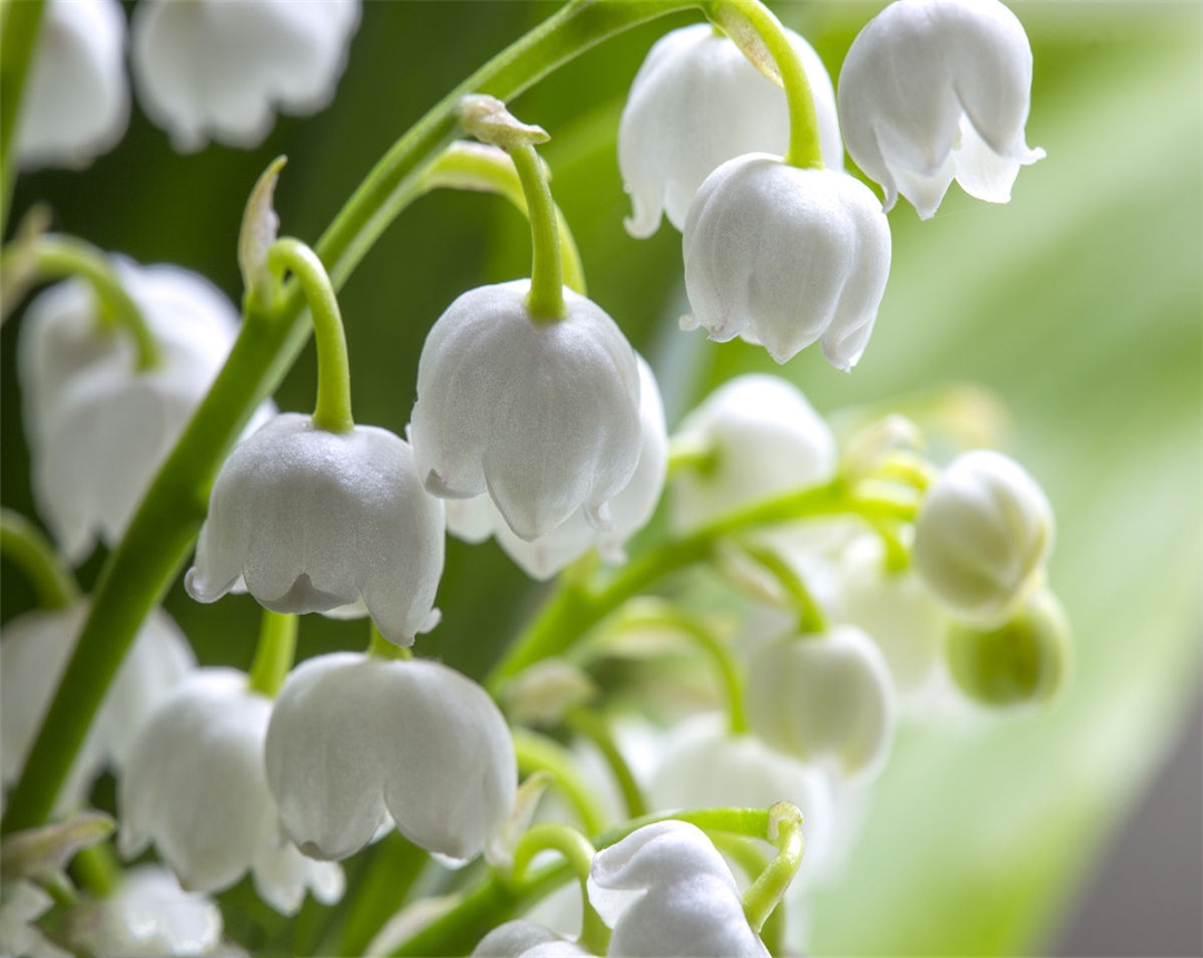 铃兰怎么养才能养好,铃兰盆栽的种植方法和技术