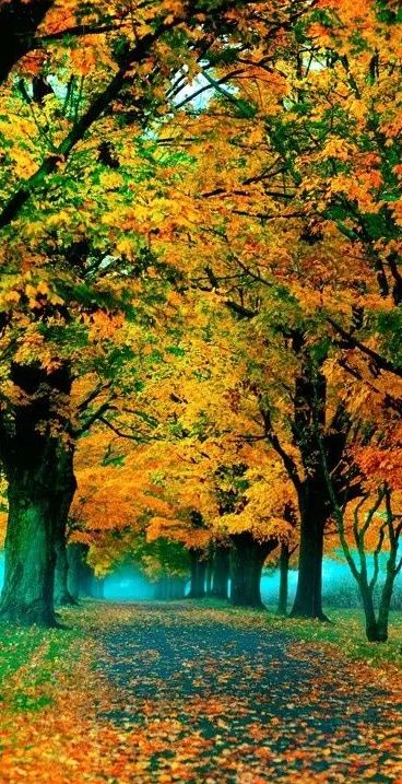 「诗词鉴赏」元曲中的秋天，另一番美丽