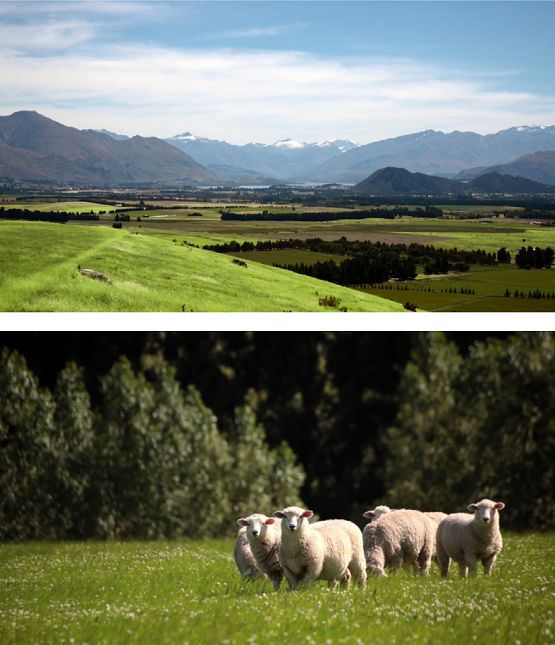 澳洲奶粉造假事件,澳洲牛奶骗局