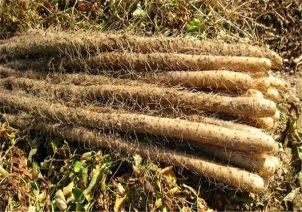 山药高产栽培技术,山药的栽培要点