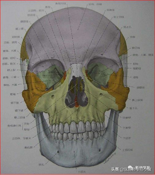 「鼻骨彩图」鼻骨CT解剖及骨折影像学诊断