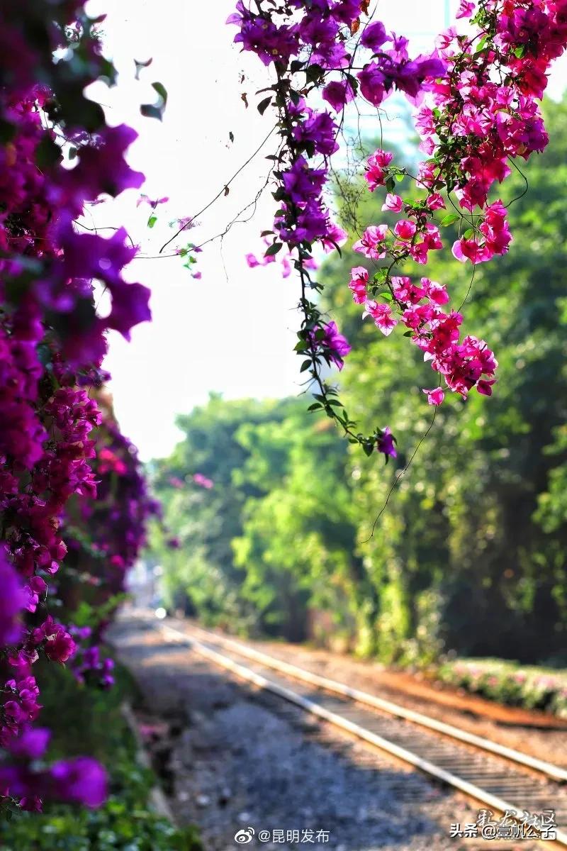 被大理的美景所折服,被丽江的风景美到了