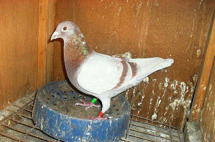 单眼伤风对赛鸽比赛的影响,赛鸽发烧会引起单眼伤风吗