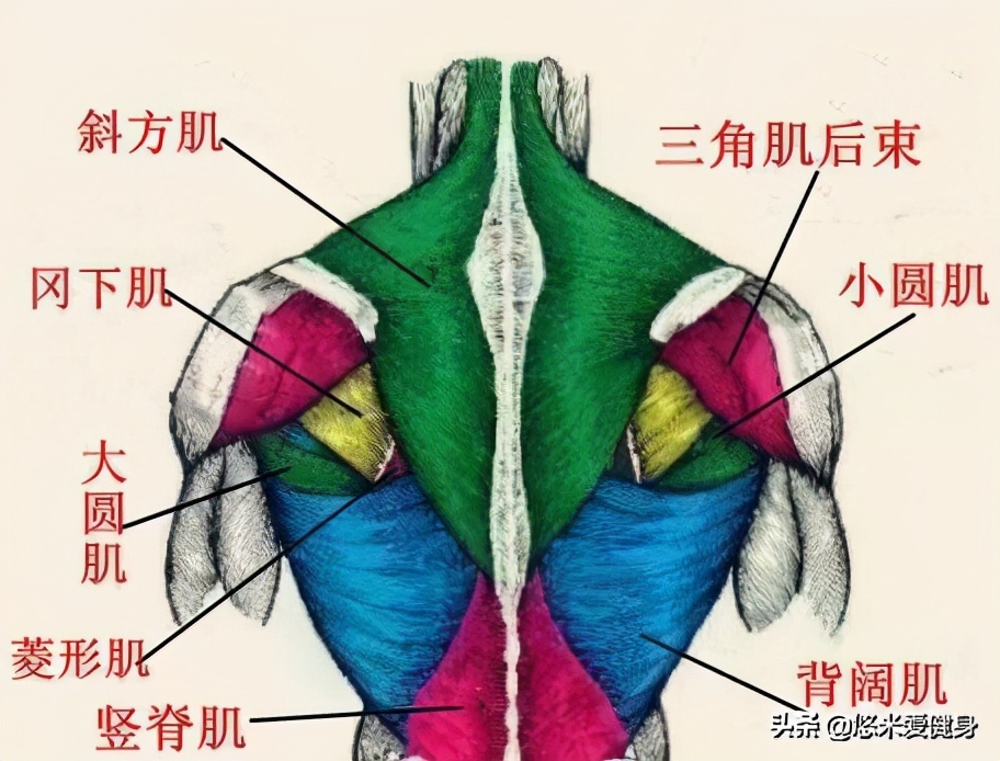 背肌训练技巧增强背肌,背部训练动作图练背肌