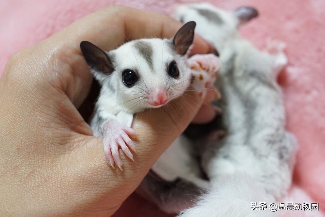 蜜袋鼯到底好不好养,养蜜袋鼯的优点和缺点