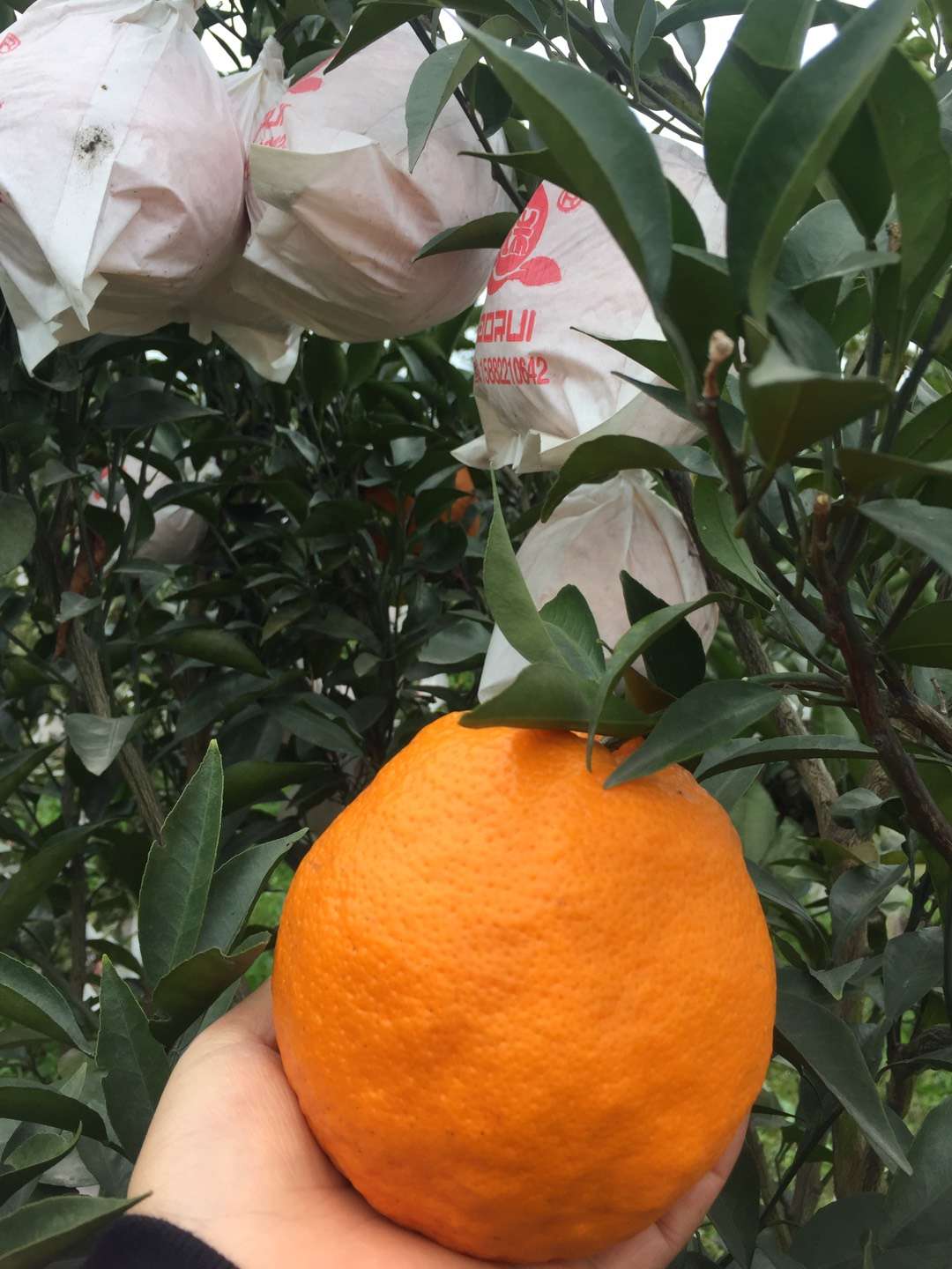 爆甜四川正宗丑橘不知火,不知火丑橘比耙耙柑好吃