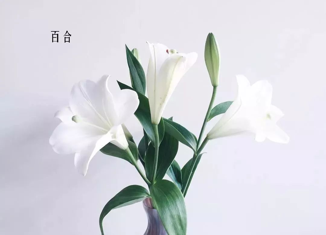 鲜花店常见花材品种大全,花店里同款的两种不同价格的花材