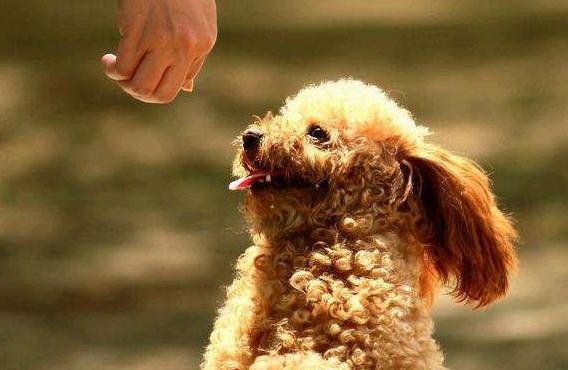 训练泰迪照顾宝宝,泰迪犬怎么训练才能听话呢