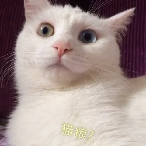 龙猫里有豆豆龙 (龙猫中小龙猫)