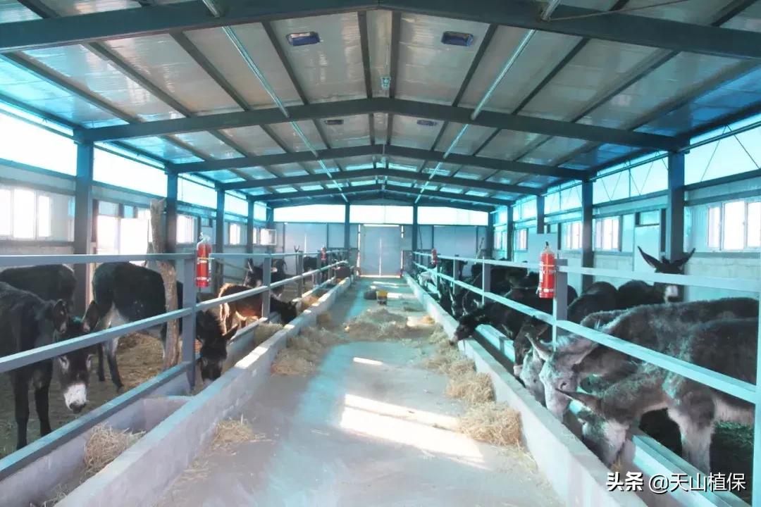 这样带村民养驴，真的很“硬核”！