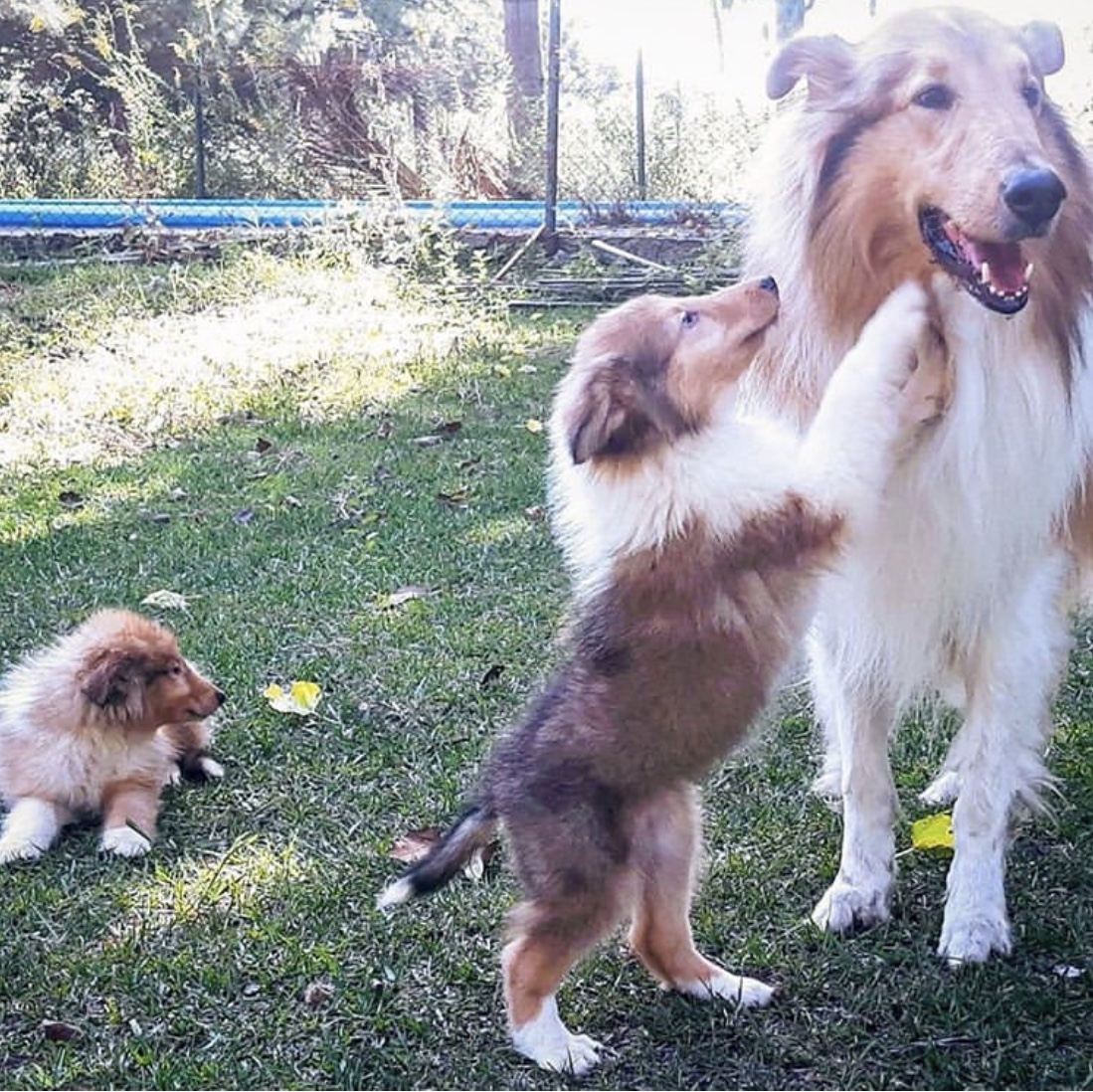 当英国的狗碰上阿根廷总统，宠爱到了极点！有谁还记得英阿世仇？