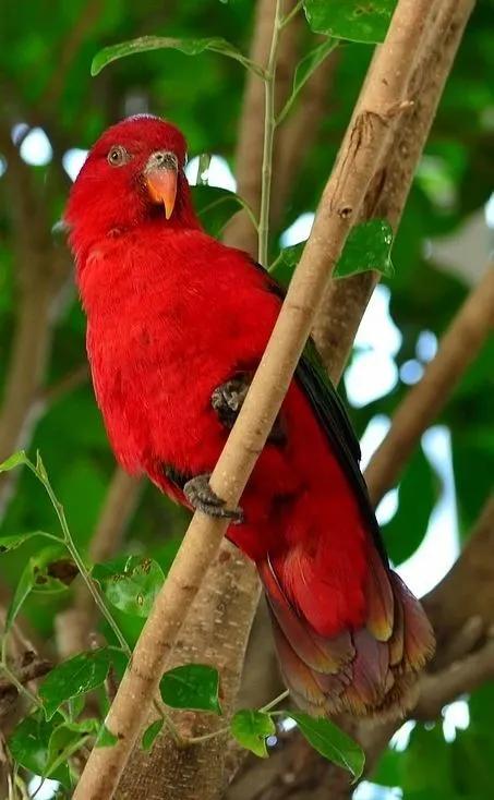 最壮观美景——黄果树瀑布