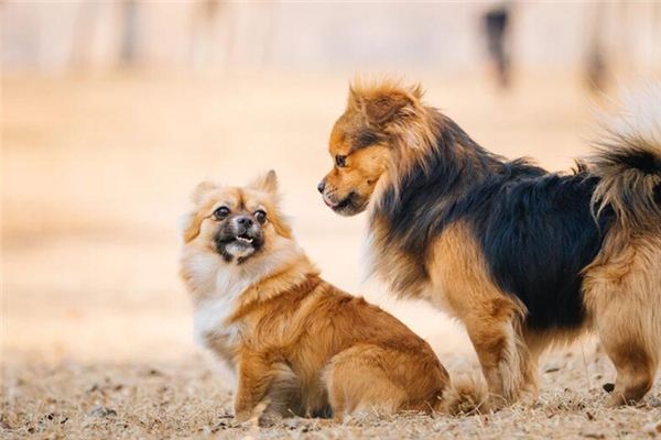 狗交配时屁股为何会连在一起？特殊生理构造延长了它们的交配时间