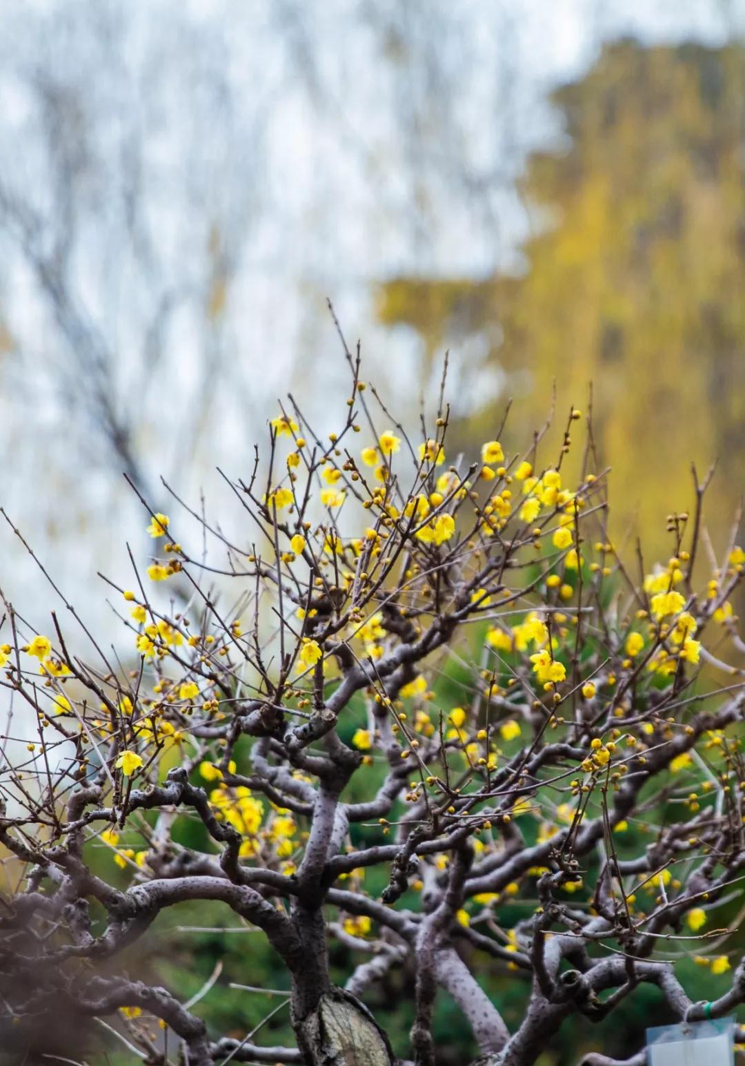南京腊梅最佳观赏时间,南京赏梅花景点推荐