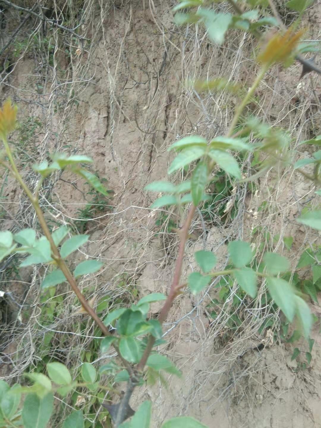 花椒助农的方法和措施是什么,椒农谈花椒