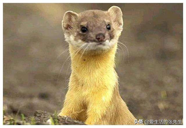 黄鼠狼为何不能杀有科学研究,科学证明黄鼠狼不能杀是真的吗