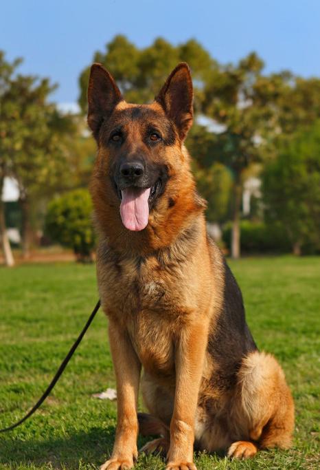 牧羊犬的体味重吗,德牧牧羊犬体味大吗