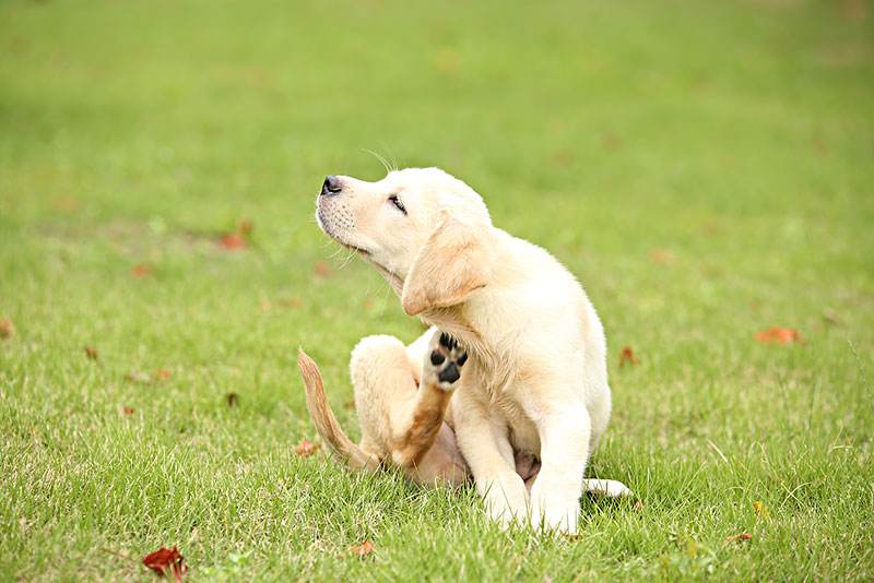 拉布拉多犬身上跳蚤多咋办,小拉布拉多犬身上有跳蚤怎么办