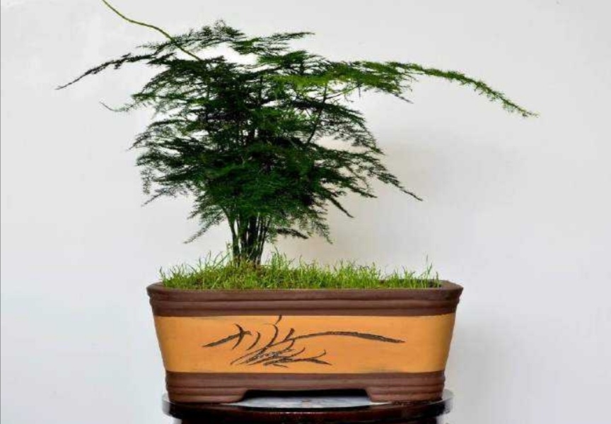 文竹出现黄叶是什么病,文竹全部枯黄了怎么办