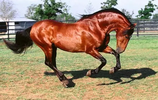 赏“北欧名骏”,感受不一样的随兴旅程