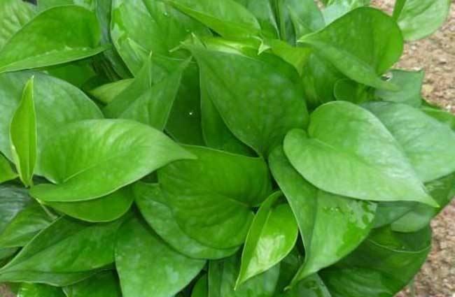 绿萝一年四季都常绿的原因,绿萝四季常绿是什么意思