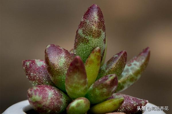 多肉小贵货一览表,水泡系列多肉植物