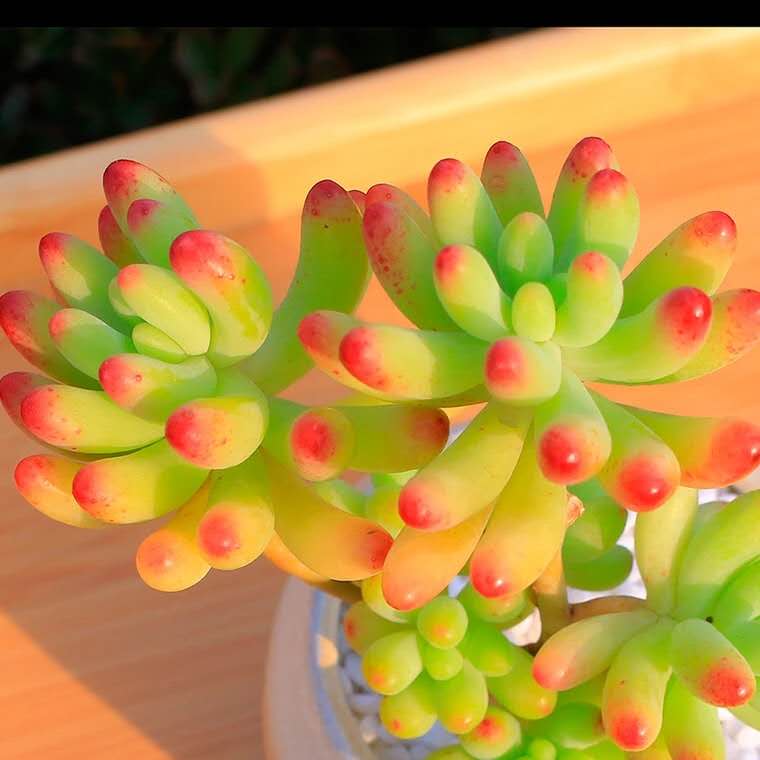 多肉七月怎么养,多肉怎么养才养得又肥又美丽