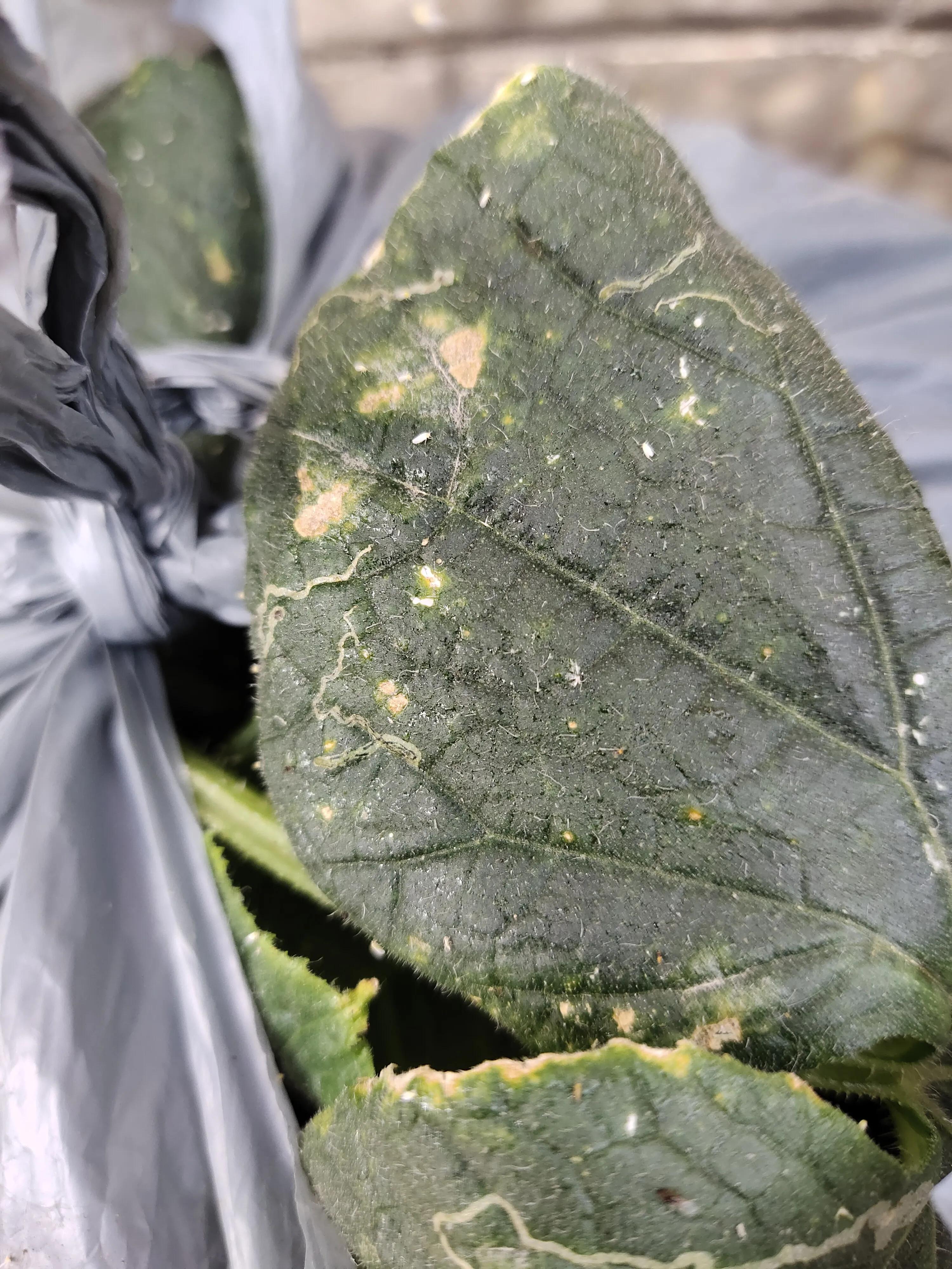 家庭灭黄瓜叶虫好办法,阳台上有小黑点的虫子怎么来的