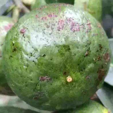 治疗柑橘沙皮病什么药好,柑橘砂皮病怎么治理