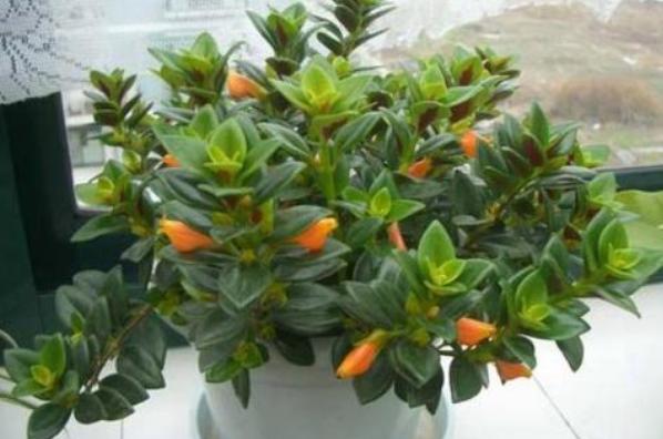 教你怎样养出一盆上好的金鱼吊兰,金鱼吊兰怎么养才能长得更茂盛