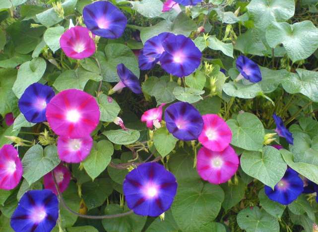 各个属相的幸运植物,十二属相的吉祥植物是什么