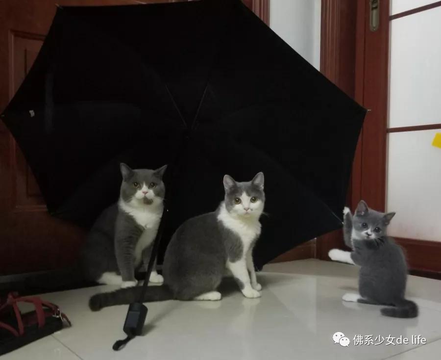 铲屎官日记猫主子的日常,猫咪成长日记铲屎官的乐趣