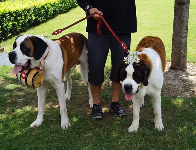 世界上十大巨型犬排名,世界上最凶猛的20种犬