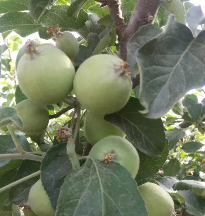 果实生长缓慢什么原因,果实产量高是什么原因